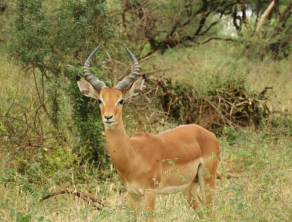 Lake Manyara National Park