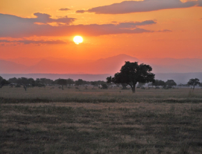 Mikumi National Park