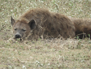 Ngorongoro Crater