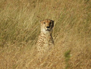 Serengeti National Park