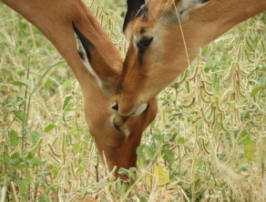 Tarangire National Park